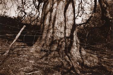 Print of Conceptual Tree Photography by George Russell