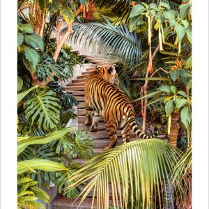 Jungle House Tiger | Limited Edition (M)