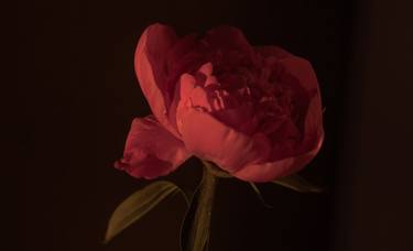 Just a peony - Limited Edition of 10 thumb