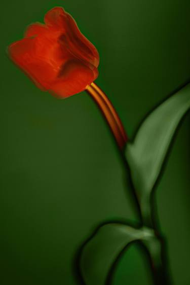 Print of Art Deco Floral Photography by Oksana Demianets