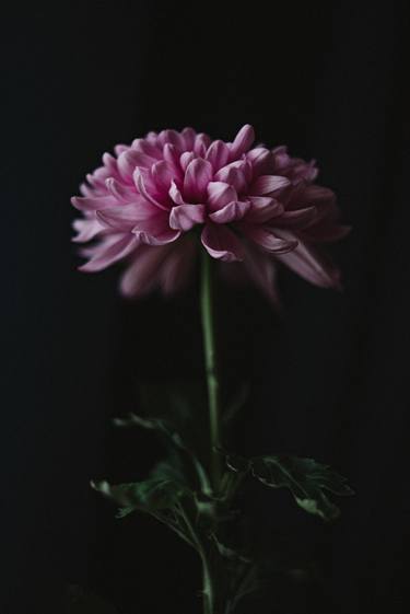 Original Fine Art Floral Photography by Oksana Demianets