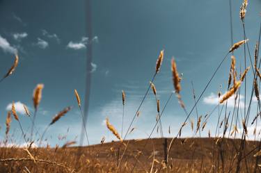 Print of Conceptual Nature Photography by Ivan Ocampo