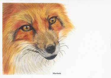 Print of Realism Animal Drawings by Jaron Davis