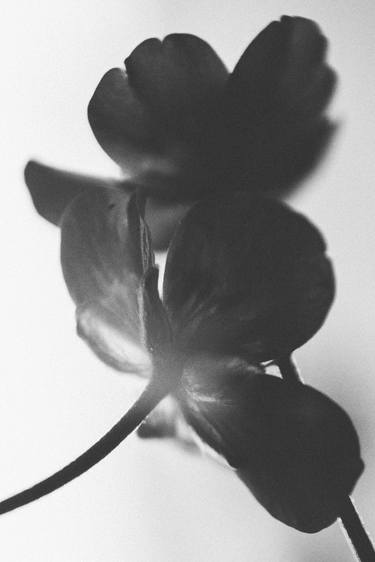 Print of Fine Art Floral Photography by Edyta Kondraciuk