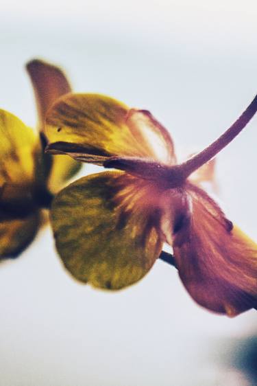 Print of Fine Art Floral Photography by Edyta Kondraciuk