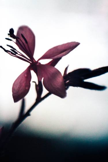 Original Fine Art Floral Photography by Edyta Kondraciuk