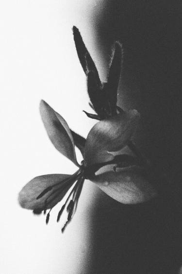 Original Floral Photography by Edyta Kondraciuk