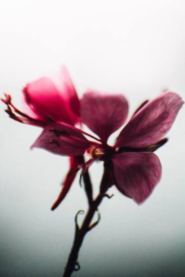 Original Fine Art Floral Photography by Edyta Kondraciuk