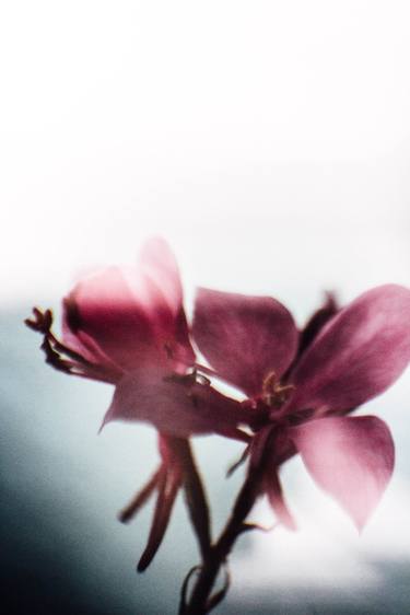 Original Art Deco Floral Photography by Edyta Kondraciuk