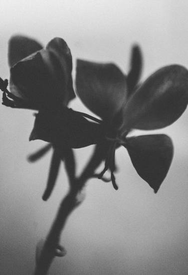 Original Art Deco Floral Photography by Edyta Kondraciuk