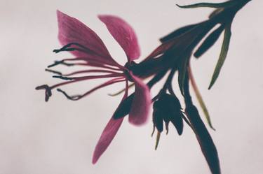 Print of Art Deco Floral Photography by Edyta Kondraciuk