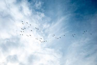 Print of Documentary Nature Photography by Lee jaehyun