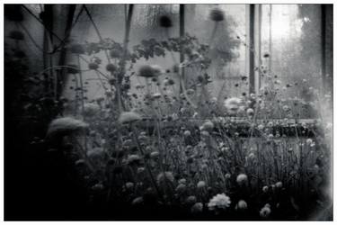 Print of Expressionism Botanic Photography by Sebastian Fischer