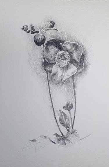 Original Floral Drawings by Natasha Sokolnikova