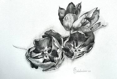 Original Floral Drawings by Natasha Sokolnikova