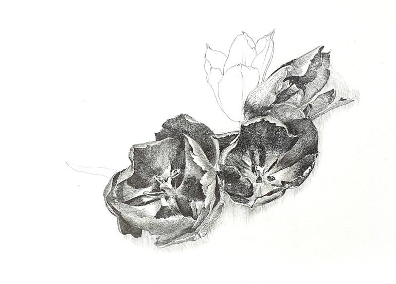 Original Floral Drawing by Natasha Sokolnikova