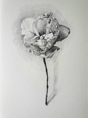 Print of Floral Drawings by Natasha Sokolnikova