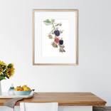 Collection FRUITS AND BERRIES