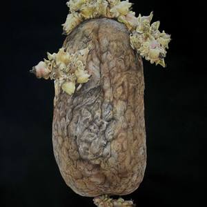 Collection VEGETABLES