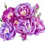 Collection FLOWERS