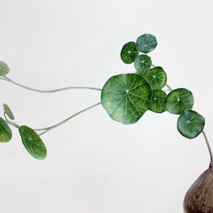 Collection LEAVES