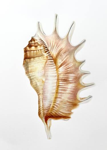 Seashells (2022) original watercolor painting, for decoration interior , for home, seaside, beach, for present, for home thumb