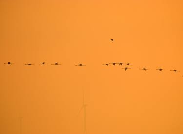 Original Art Deco Animal Photography by Divyang Pandya