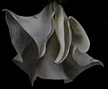 Original Floral Photography by Cynthia Dickinson