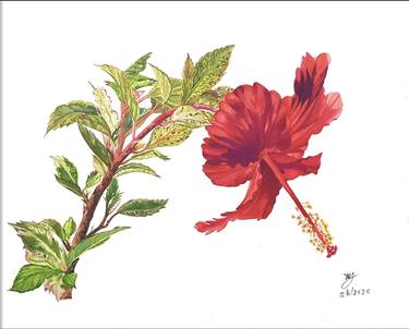 Red hibiscus flower stem thumb