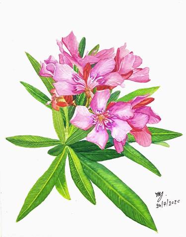 Pink oleander flower thumb