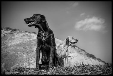 Print of Dogs Photography by Kadir Ugur Varli
