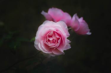 Original Fine Art Floral Photography by Rhiannon Williams