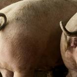 Collection Domestic animal