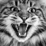 Collection Domestic animal
