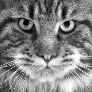 Collection Feline