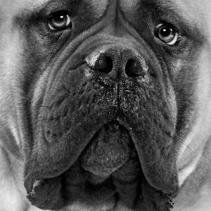 Collection Domestic animal