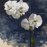 Orchid on Blue by Jon Doran
