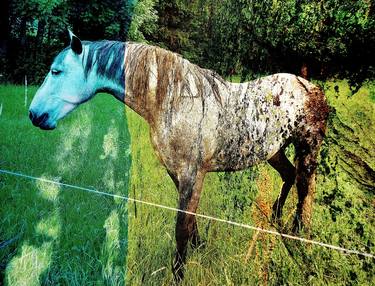 Original Surrealism Horse Printmaking by Violet Polsangi