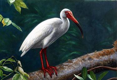 White ibis thumb