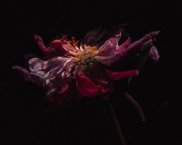 Original Fine Art Floral Photography by Borbála Földes