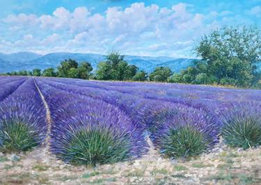 Lavander fields in Provence thumb