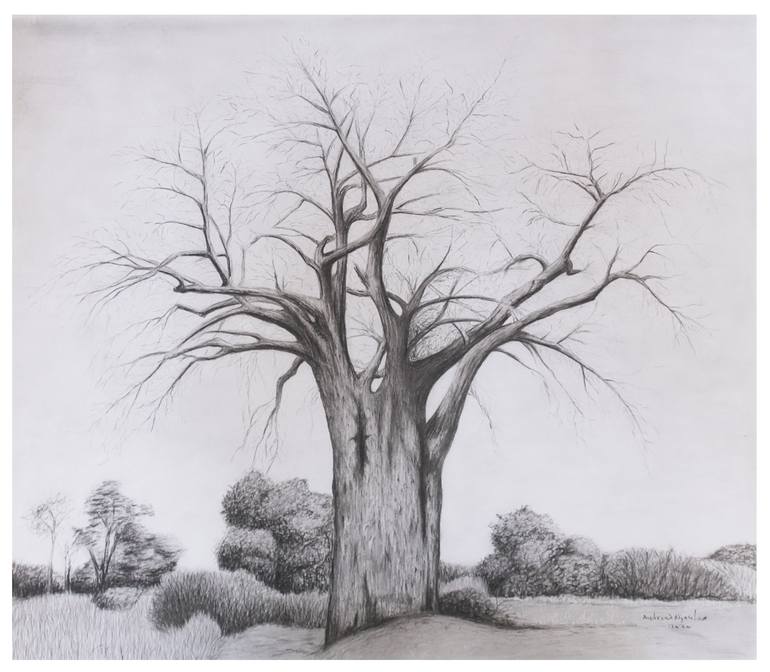 baobab tree drawing