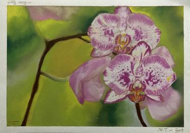 Orchid No.1 thumb