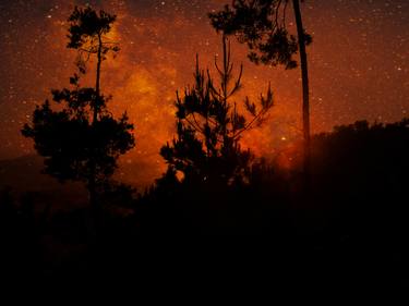 Starry Night in The Forest thumb