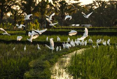 Print of Animal Photography by Rio Helmi