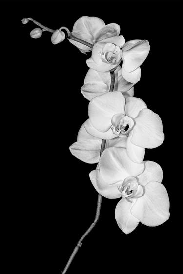 Original Fine Art Floral Photography by Daniel Ashe