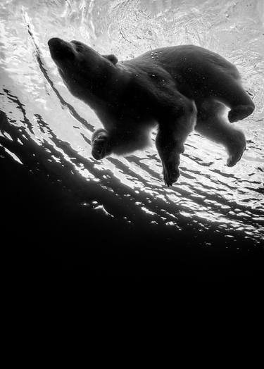 Original Fine Art Animal Photography by Daniel Ashe