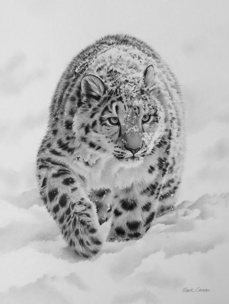 Snow Leopard Drawing By Marie Curran Saatchi Art