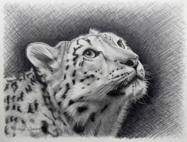 Snow Leopard Portrait Drawing By Marie Curran Saatchi Art