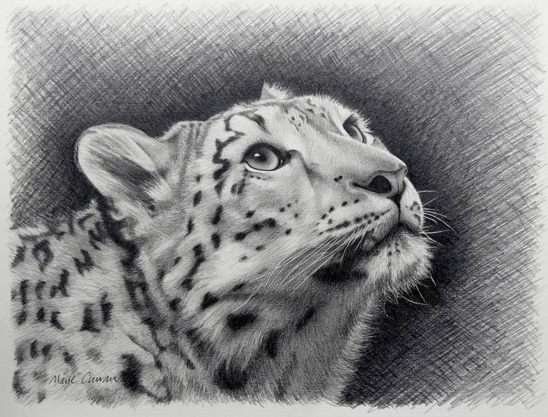 Snow Leopard Portrait Drawing by Marie Curran | Saatchi Art